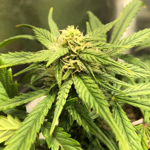 Auto Pineapple Gum growlog timeline photo