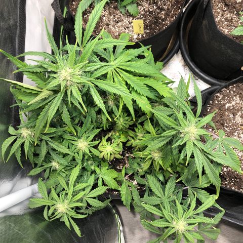 Auto Pineapple Gum growlog timeline photo