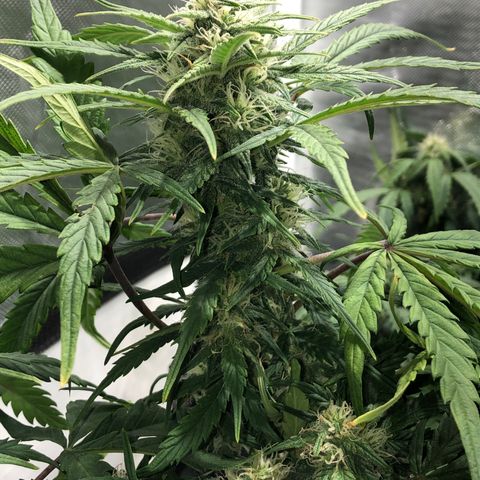 Auto Pineapple Gum growlog timeline photo