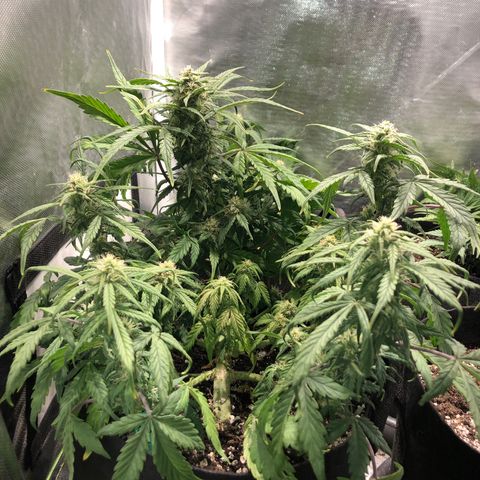 Auto Pineapple Gum growlog timeline photo