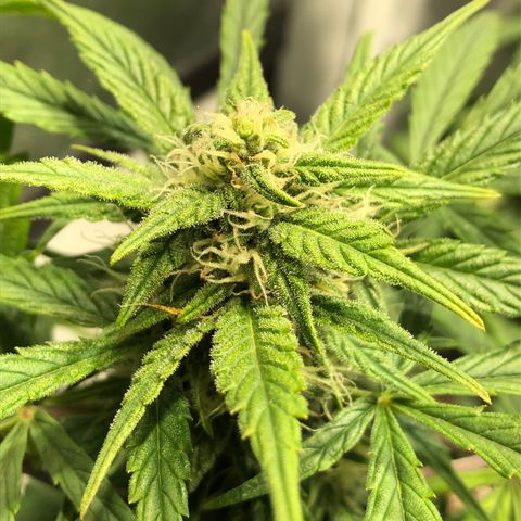 Auto Pineapple Gum growlog timeline photo