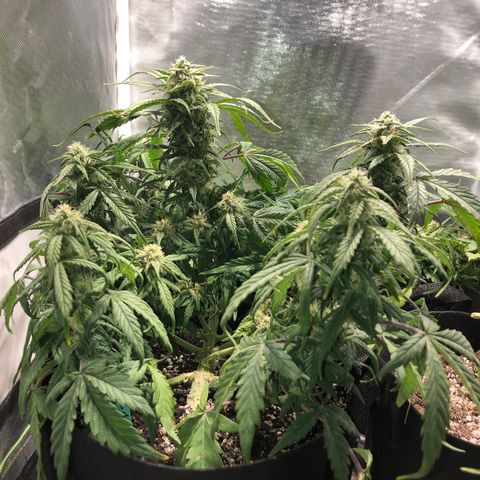 Auto Pineapple Gum growlog timeline photo