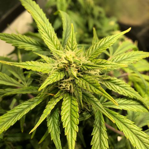 Auto Pineapple Gum growlog timeline photo