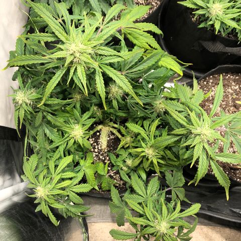 Auto Pineapple Gum growlog timeline photo