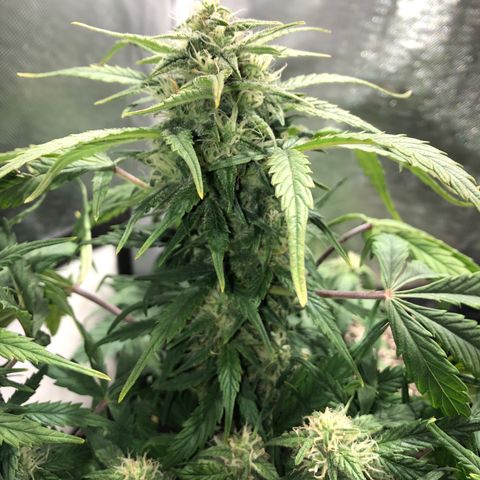 Auto Pineapple Gum growlog timeline photo