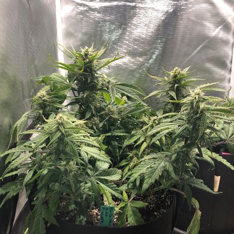Auto Pineapple Gum growlog timeline photo
