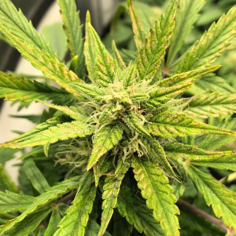 Auto Pineapple Gum growlog timeline photo