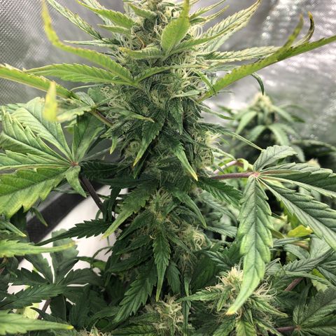Auto Pineapple Gum growlog timeline photo