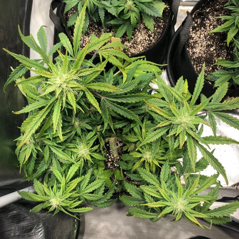 Auto Pineapple Gum growlog timeline photo