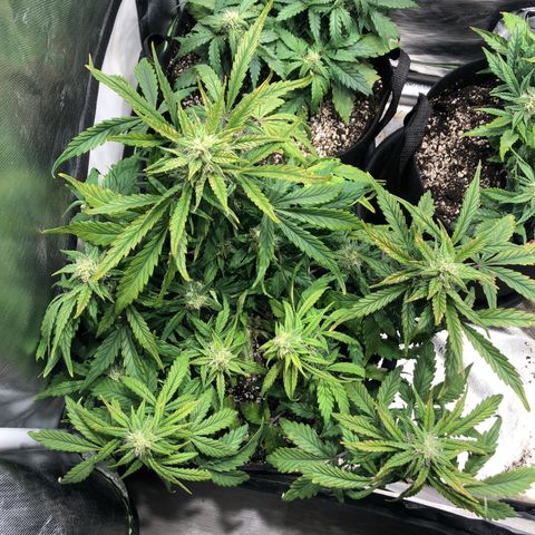 Auto Pineapple Gum growlog photo: Supercropped