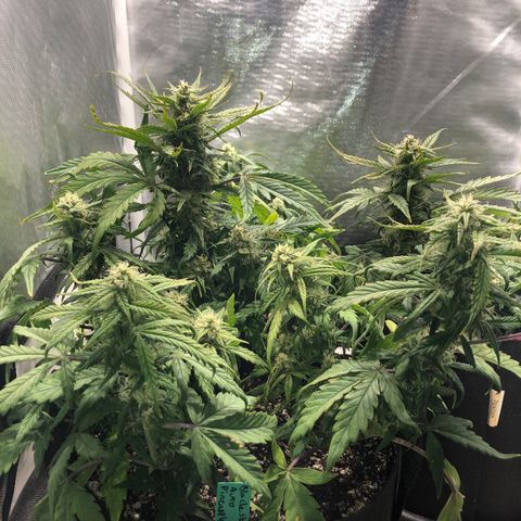 Auto Pineapple Gum growlog photo: Supercropped