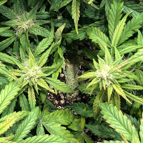 Auto Pineapple Gum growlog timeline photo