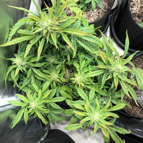 Auto Pineapple Gum growlog timeline photo