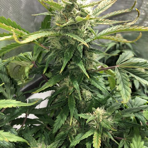 Auto Pineapple Gum growlog timeline photo