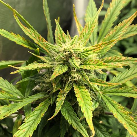 Auto Pineapple Gum growlog timeline photo