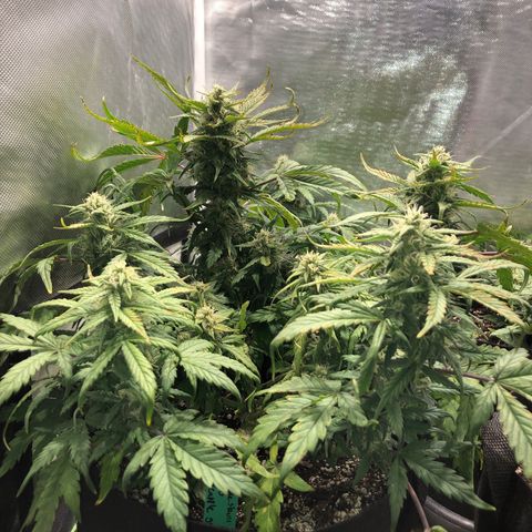 Auto Pineapple Gum growlog timeline photo