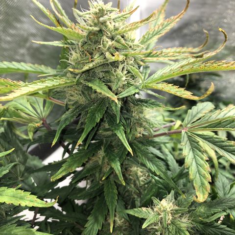 Auto Pineapple Gum growlog timeline photo