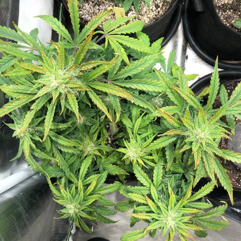 Auto Pineapple Gum growlog timeline photo