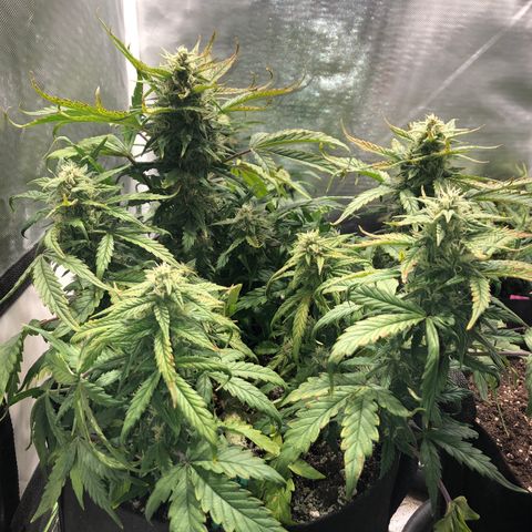 Auto Pineapple Gum growlog timeline photo