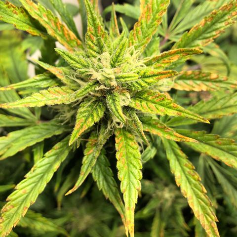 Auto Pineapple Gum growlog timeline photo