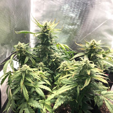Auto Pineapple Gum growlog photo: Defoliated 