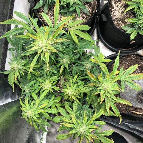 Auto Pineapple Gum growlog photo: Defoliated 
