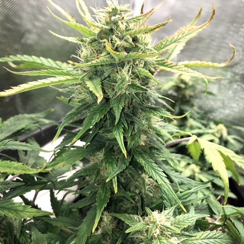 Auto Pineapple Gum growlog photo: Defoliated 