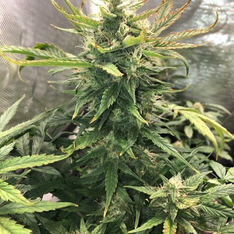 Auto Pineapple Gum growlog timeline photo