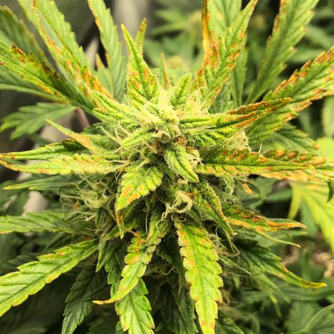 Auto Pineapple Gum growlog timeline photo