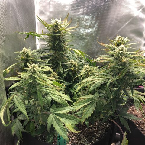 Auto Pineapple Gum growlog timeline photo