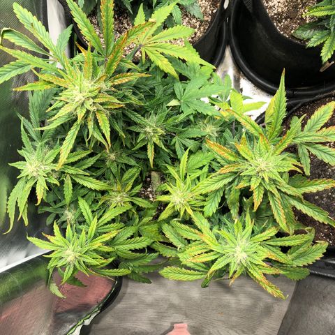 Auto Pineapple Gum growlog timeline photo