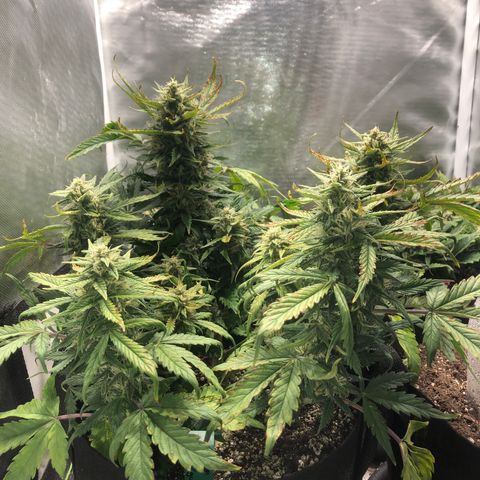 Auto Pineapple Gum growlog timeline photo