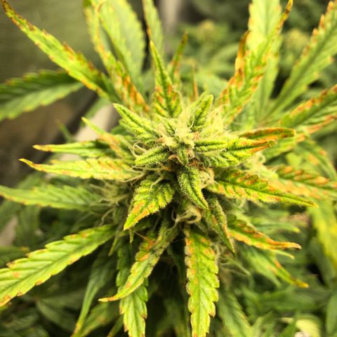 Auto Pineapple Gum growlog timeline photo