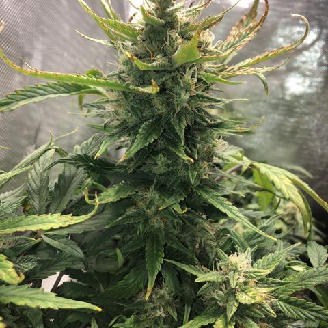 Auto Pineapple Gum growlog timeline photo