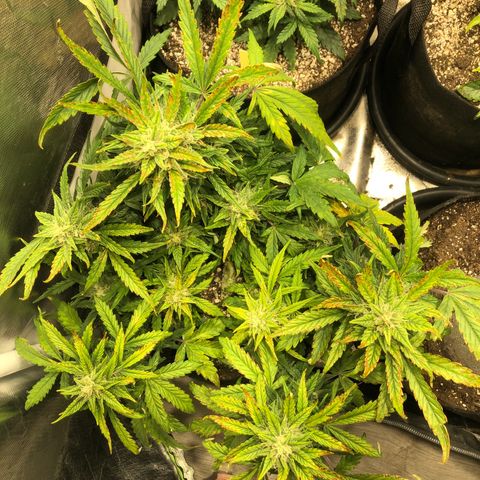 Auto Pineapple Gum growlog timeline photo