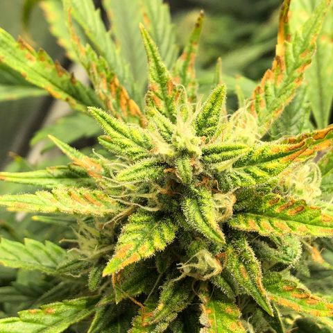 Auto Pineapple Gum growlog timeline photo