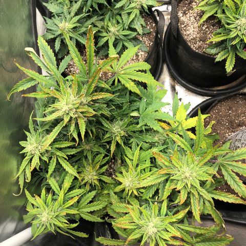 Auto Pineapple Gum growlog timeline photo
