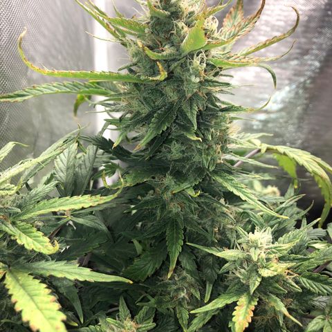 Auto Pineapple Gum growlog timeline photo