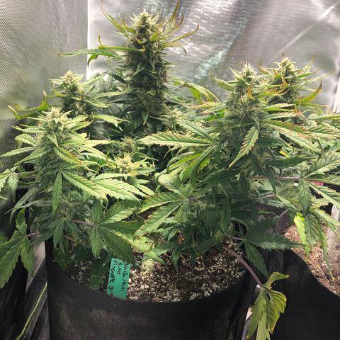 Auto Pineapple Gum growlog timeline photo