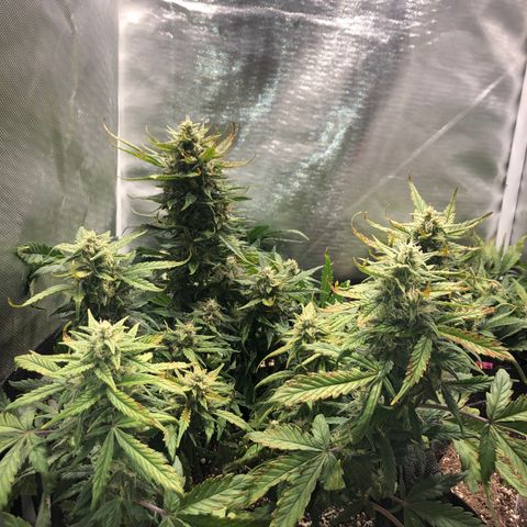Auto Pineapple Gum growlog photo: Lst 