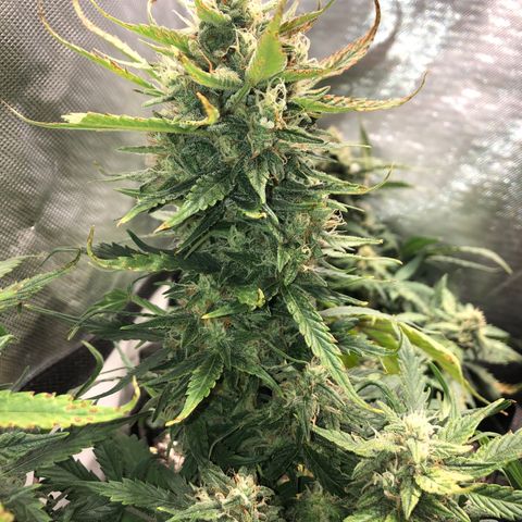 Auto Pineapple Gum growlog photo: Lst 