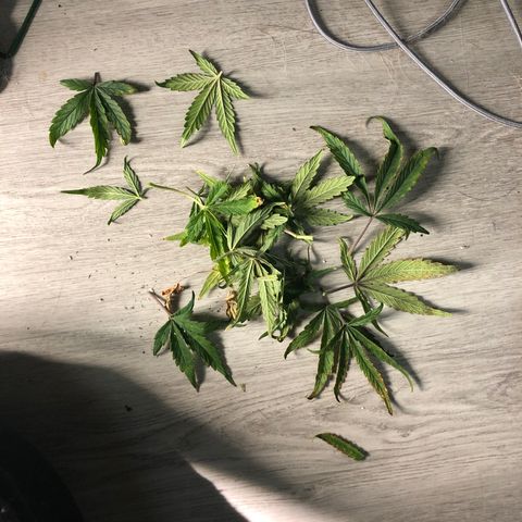 Auto Pineapple Gum growlog photo: Lst 