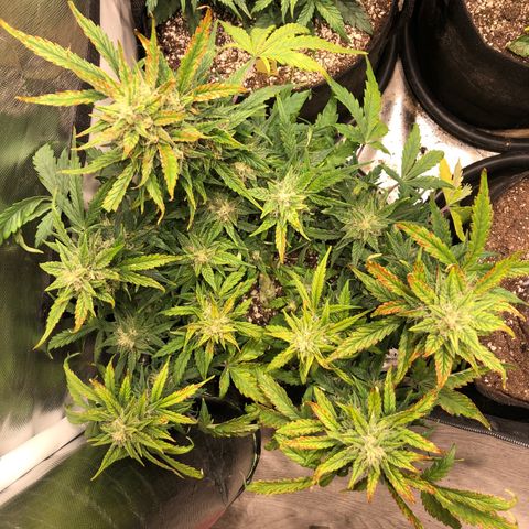 Auto Pineapple Gum growlog photo: Lst 