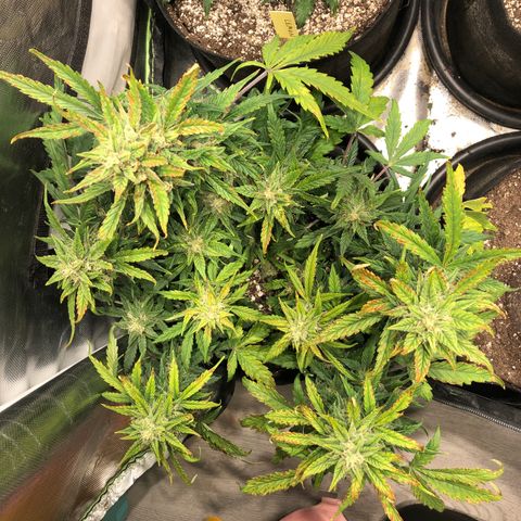 Auto Pineapple Gum growlog timeline photo