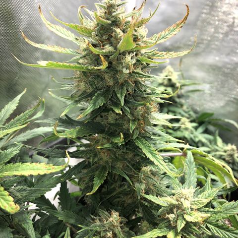 Auto Pineapple Gum growlog timeline photo