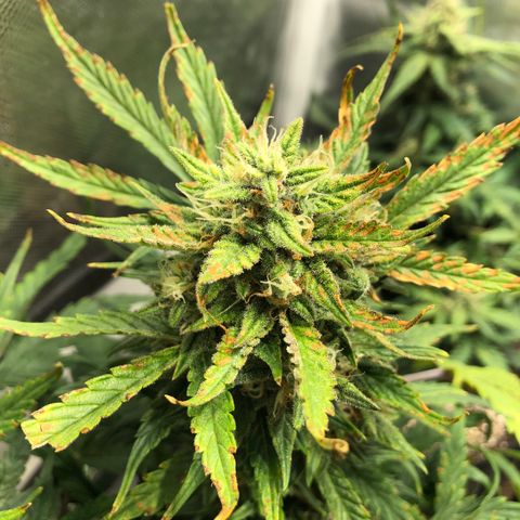 Auto Pineapple Gum growlog timeline photo