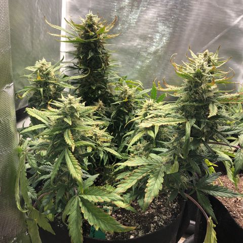 Auto Pineapple Gum growlog timeline photo