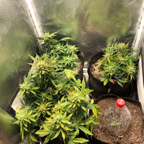 Auto Pineapple Gum growlog timeline photo