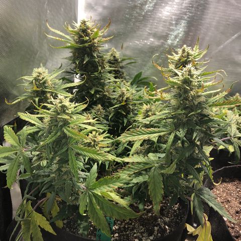 Auto Pineapple Gum growlog timeline photo