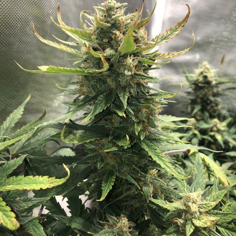 Auto Pineapple Gum growlog timeline photo